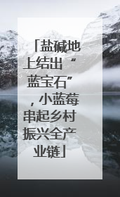 盐碱地上结出“蓝宝石”，小蓝莓串起乡村振兴全产业链