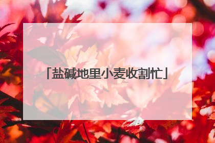盐碱地里小麦收割忙
