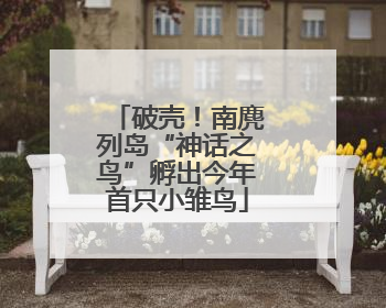 破壳！南麂列岛“神话之鸟”孵出今年首只小雏鸟