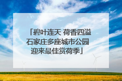 碧叶连天 荷香四溢 石家庄多座城市公园迎来最佳赏荷季