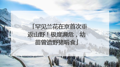 罕见兰花在京首次重返山野！极度濒危，幼苗曾遭野猪啃食