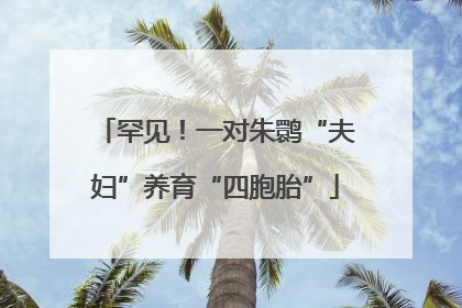 罕见！一对朱鹮“夫妇”养育“四胞胎”