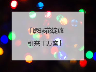 绣球花绽放 引来十万客