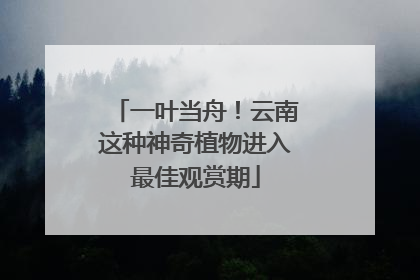一叶当舟！云南这种神奇植物进入最佳观赏期