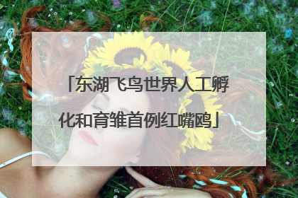 东湖飞鸟世界人工孵化和育雏首例红嘴鸥