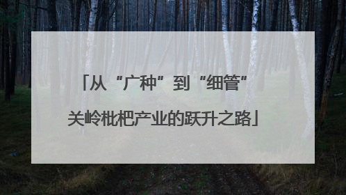 从“广种”到“细管” 关岭枇杷产业的跃升之路