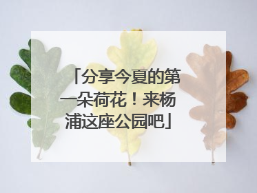 分享今夏的第一朵荷花！来杨浦这座公园吧