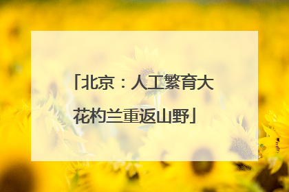 北京：人工繁育大花杓兰重返山野