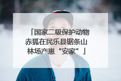 国家二级保护动物赤狐在民乐县锯条山林场产崽“安家”