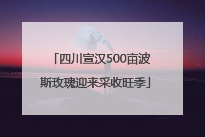四川宣汉500亩波斯玫瑰迎来采收旺季