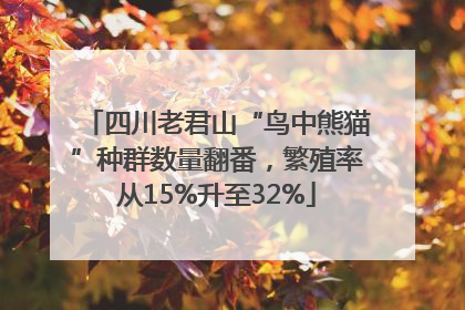 四川老君山“鸟中熊猫”种群数量翻番，繁殖率从15%升至32%