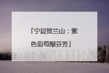 宁夏贺兰山：紫色葡萄酿芬芳