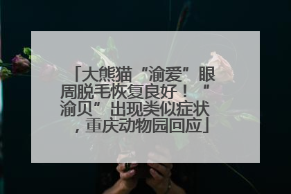 大熊猫“渝爱”眼周脱毛恢复良好！“渝贝”出现类似症状，重庆动物园回应