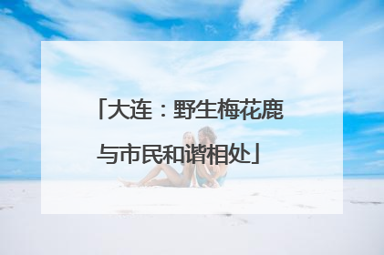 大连：野生梅花鹿与市民和谐相处