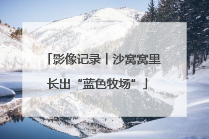 影像记录丨沙窝窝里长出“蓝色牧场”