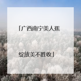 广西南宁美人蕉绽放美不胜收