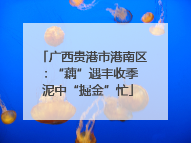 广西贵港市港南区：“藕”遇丰收季 泥中“掘金”忙