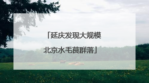 延庆发现大规模北京水毛茛群落