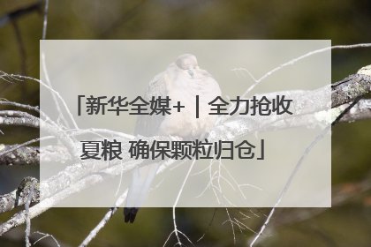 新华全媒+｜全力抢收夏粮 确保颗粒归仓