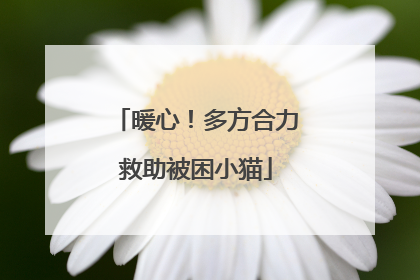 暖心！多方合力救助被困小猫