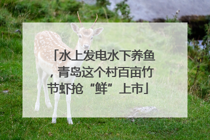 水上发电水下养鱼，青岛这个村百亩竹节虾抢“鲜”上市