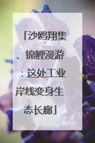 沙鸥翔集、锦鲤漫游：这处工业岸线变身生态长廊