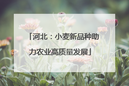河北：小麦新品种助力农业高质量发展
