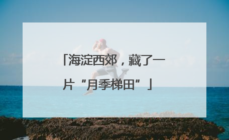 海淀西郊，藏了一片“月季梯田”