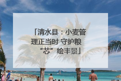 清水县：小麦管理正当时 守护粮“芯”绘丰景