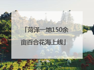 菏泽一地150余亩百合花海上线