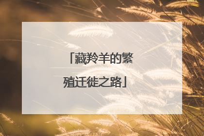 藏羚羊的繁殖迁徙之路