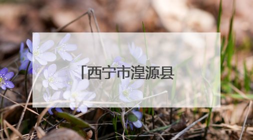 西宁市湟源县前沟村高山大白杜鹃走红网络