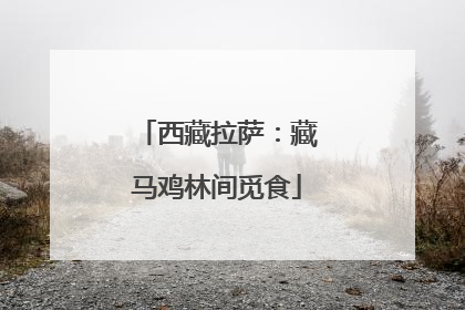 西藏拉萨：藏马鸡林间觅食