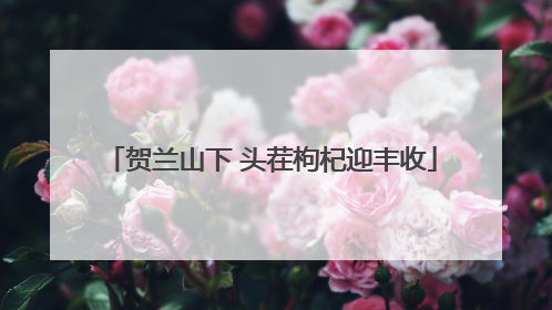 贺兰山下 头茬枸杞迎丰收