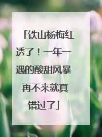 铁山杨梅红透了！一年一遇的酸甜风暴 再不来就真错过了