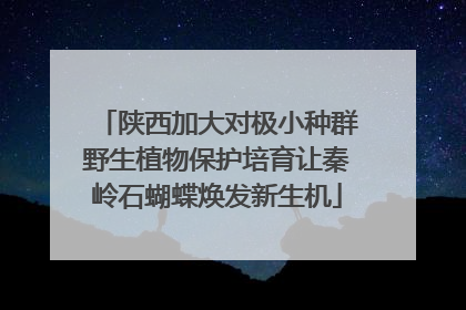 陕西加大对极小种群野生植物保护培育让秦岭石蝴蝶焕发新生机