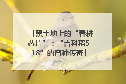 黑土地上的“春耕芯片”：“吉科稻518”的育种传奇