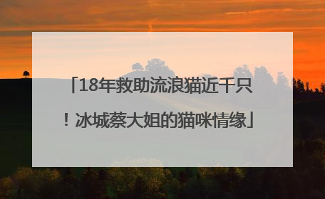 18年救助流浪猫近千只！冰城蔡大姐的猫咪情缘