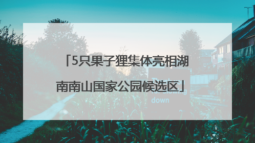 5只果子狸集体亮相湖南南山国家公园候选区